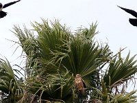 valk en kraai2  Jakkalsvoel : frieda